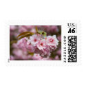Sakura Blossoms postage