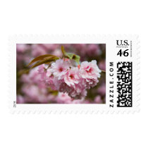 Sakura Blossoms postage