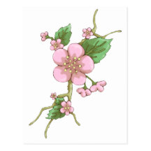Sakura Blossoms Postcards