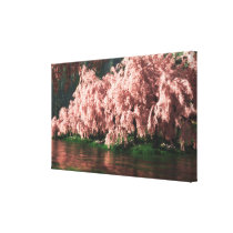 computer graphics, 3d render, sakura, cherry blossoms, cherry, blooms, spring, pink, [[missing key: type_wrappedcanva]] with custom graphic design