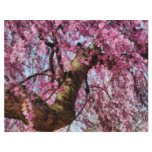 Sakura - Finally it's Spring flyers