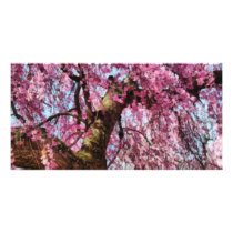 Sakura - Finally it's Spring Photo Cards