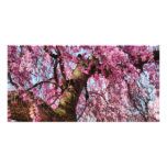 Sakura - Finally it's Spring Photo Cards