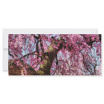 Sakura - Finally it's Spring Rack Card
