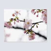 Sakura I postcards