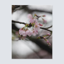 Sakura II postcards