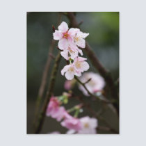 Sakura III postcards