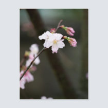 Sakura IV postcards