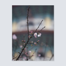 Sakura IX postcards