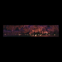 Sakura (Night) Panorama posters
