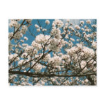 sakura postcards