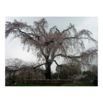 Sakura tree, Kyoto posters