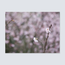 Sakura V postcards