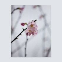 Sakura VI postcards