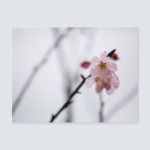 Sakura VII postcards