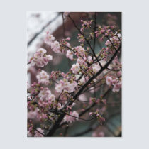 Sakura X postcards