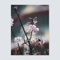 Sakura XI postcards