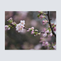 Sakura XII postcards