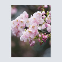 Sakura XIII postcards