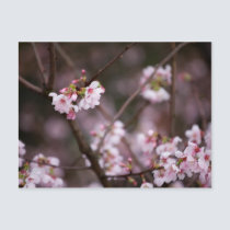 Sakura XIX postcards