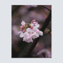 Sakura XV postcards