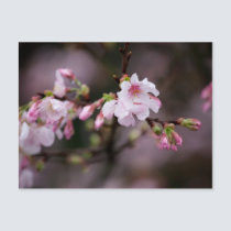Sakura XVI postcards