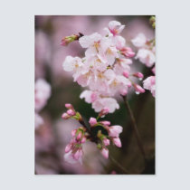 Sakura XVII postcards