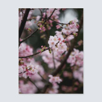 Sakura XVIII postcards