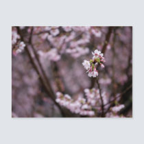 Sakura XX postcards