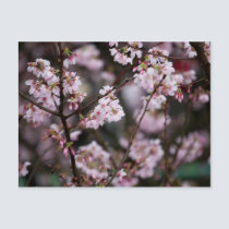 Sakura XXI postcards