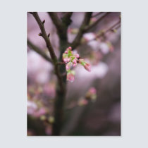 Sakura XXIII postcards