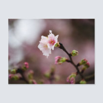 Sakura XXIV postcards