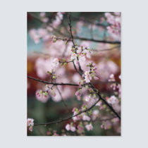 Sakura XXIX postcards