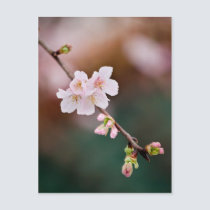 Sakura XXV postcards