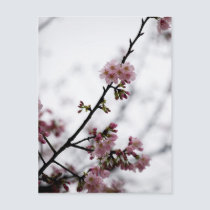 Sakura XXVI postcards