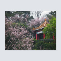 Sakura XXVII postcards