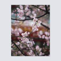 Sakura XXVIII postcards