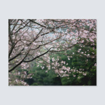 Sakura XXX postcards
