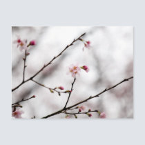 Sakura XXXI postcards
