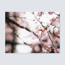 Sakura XXXII postcards