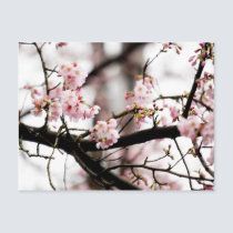 Sakura XXXIII postcards