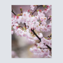Sakura XXXIV postcards