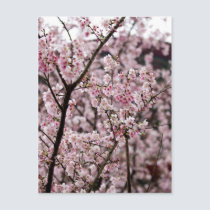 Sakura XXXIX postcards