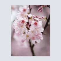 Sakura XXXVI postcards