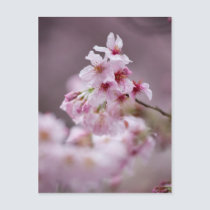 Sakura XXXVII postcards