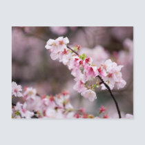 Sakura XXXVIII postcards