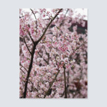 Sakura XXXX postcards