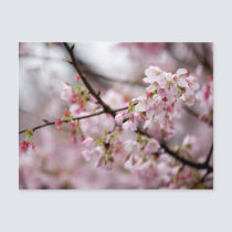Sakura XXXXI postcards