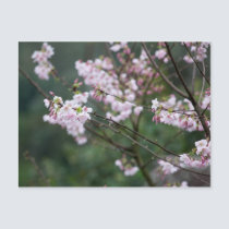 Sakura XXXXII postcards