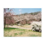 sakurasuigen2 post cards